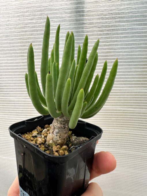 【現品限り】チレコドン・フィロポディウム【Q13】 Tylecodon reticulatus ssp phyllopodium【植物】塊根植物 夏型 コーデックス - 画像 (3)