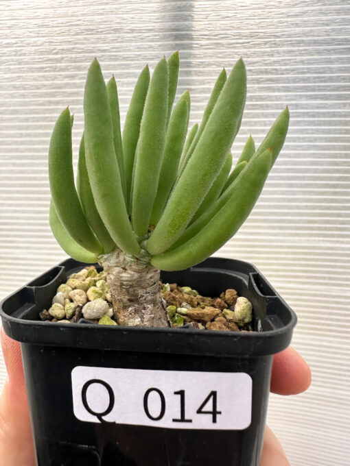 【現品限り】チレコドン・フィロポディウム【Q14】 Tylecodon reticulatus ssp phyllopodium【植物】塊根植物 夏型 コーデックス