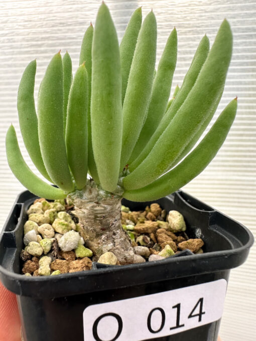 【現品限り】チレコドン・フィロポディウム【Q14】 Tylecodon reticulatus ssp phyllopodium【植物】塊根植物 夏型 コーデックス - 画像 (2)