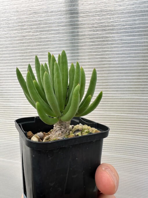 【現品限り】チレコドン・フィロポディウム【Q14】 Tylecodon reticulatus ssp phyllopodium【植物】塊根植物 夏型 コーデックス - 画像 (3)