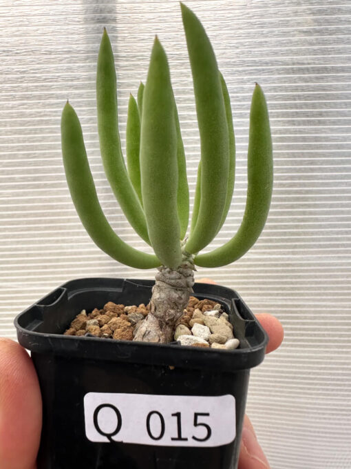 【現品限り】チレコドン・フィロポディウム【Q15】 Tylecodon reticulatus ssp phyllopodium【植物】塊根植物 夏型 コーデックス