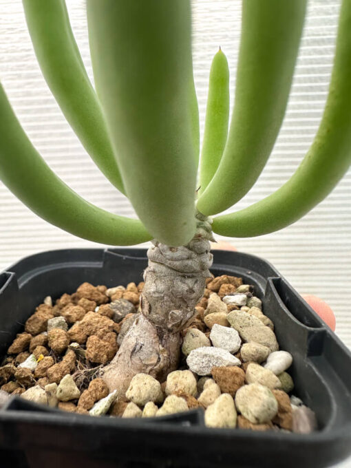 【現品限り】チレコドン・フィロポディウム【Q15】 Tylecodon reticulatus ssp phyllopodium【植物】塊根植物 夏型 コーデックス - 画像 (2)