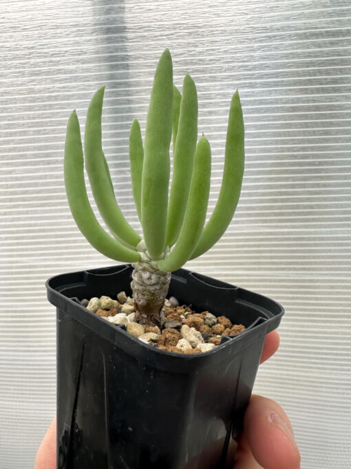 【現品限り】チレコドン・フィロポディウム【Q15】 Tylecodon reticulatus ssp phyllopodium【植物】塊根植物 夏型 コーデックス - 画像 (3)