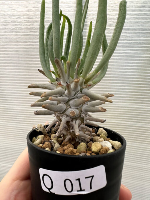 【現品限り】チレコドン・ワリチー【Q17】 Tylecodon wallichii【植物】塊根植物 夏型 コーデックス