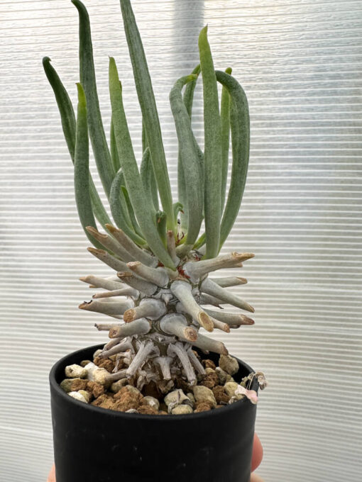 【現品限り】チレコドン・ワリチー【Q17】 Tylecodon wallichii【植物】塊根植物 夏型 コーデックス - 画像 (3)