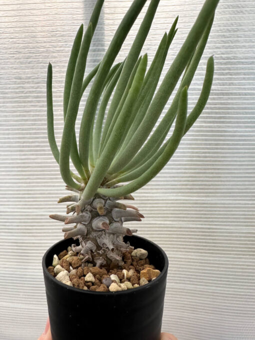 【現品限り】チレコドン・ワリチー【Q18】 Tylecodon wallichii【植物】塊根植物 夏型 コーデックス - 画像 (3)