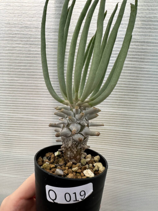 【現品限り】チレコドン・ワリチー【Q19】 Tylecodon wallichii【植物】塊根植物 夏型 コーデックス