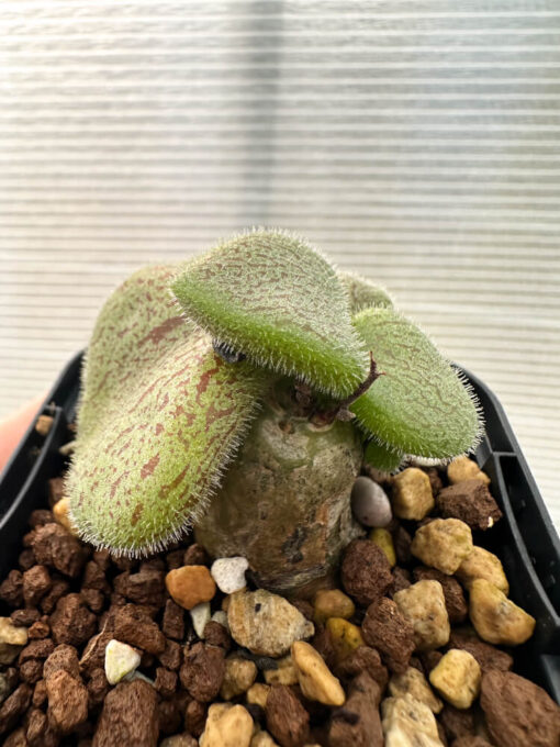 【現品限り】チレコドン・ノルティ【Q1】 Tylecodon nolteei【植物】塊根植物 夏型 コーデックス - 画像 (2)