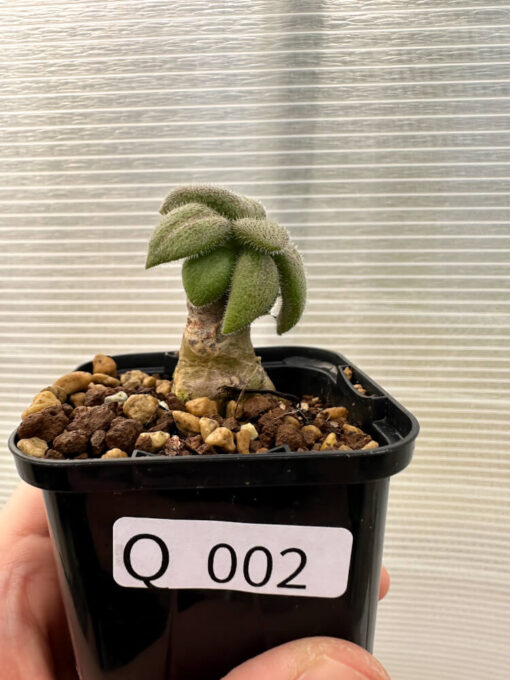 【現品限り】チレコドン・ノルティ【Q2】 Tylecodon nolteei【植物】塊根植物 夏型 コーデックス