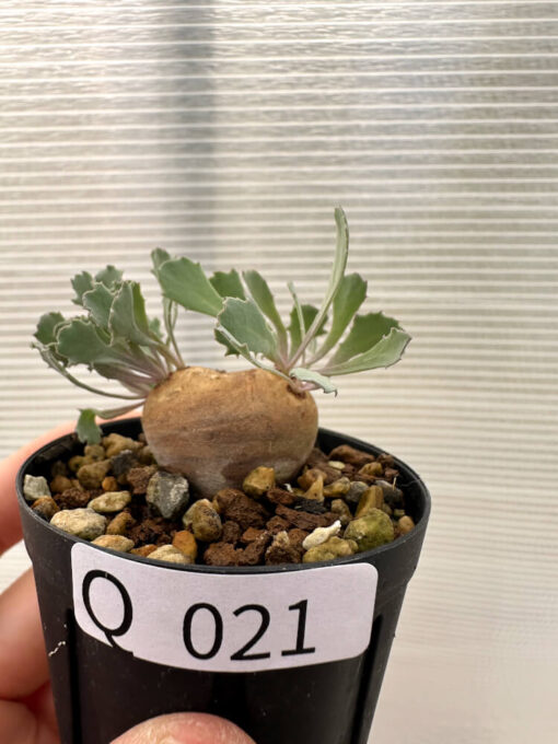 【現品限り】オトンナ・カカリオイデス 現地株 発根済み【Q21】 Othonna cacalioides【植物】塊根植物 夏型 コーデックス