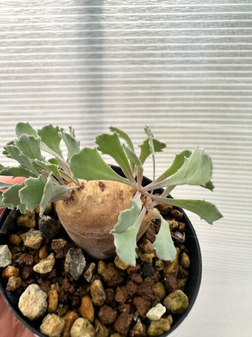 【現品限り】オトンナ・カカリオイデス 現地株 発根済み【Q21】 Othonna cacalioides【植物】塊根植物 夏型 コーデックス - 画像 (2)