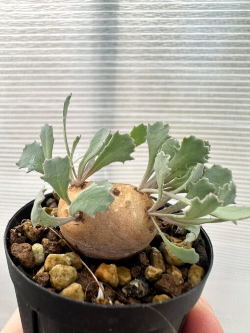 【現品限り】オトンナ・カカリオイデス 現地株 発根済み【Q21】 Othonna cacalioides【植物】塊根植物 夏型 コーデックス - 画像 (3)