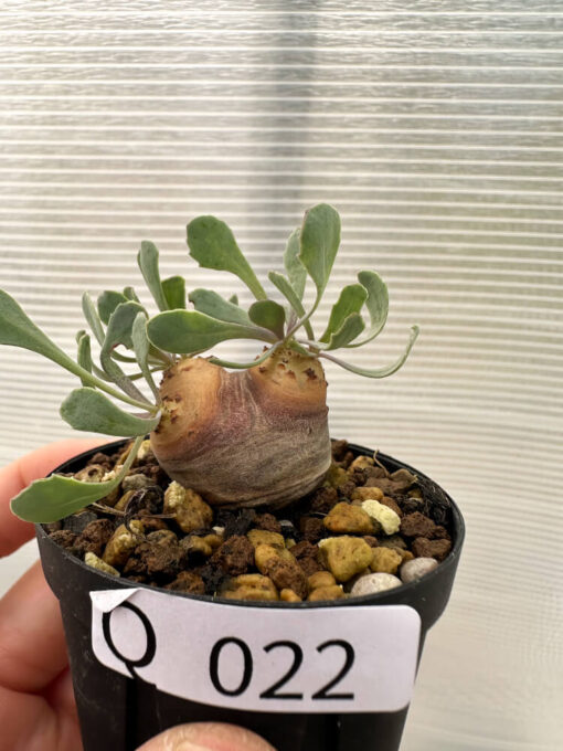 【現品限り】オトンナ・カカリオイデス 現地株 発根済み【Q22】 Othonna cacalioides【植物】塊根植物 夏型 コーデックス