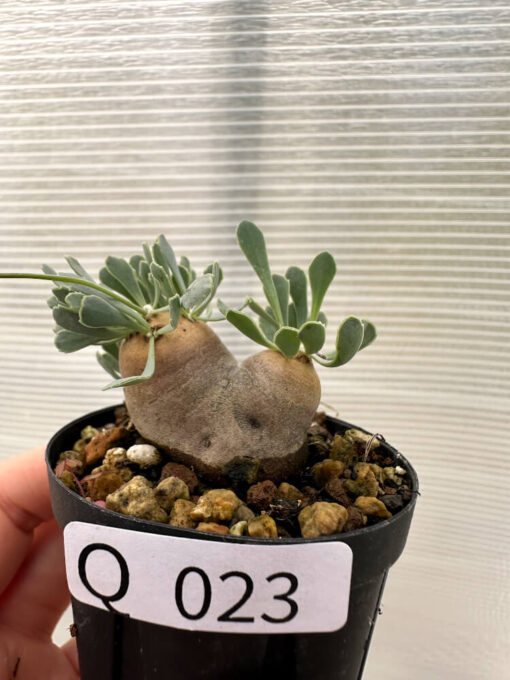 【現品限り】オトンナ・カカリオイデス 現地株 発根済み【Q23】 Othonna cacalioides【植物】塊根植物 夏型 コーデックス