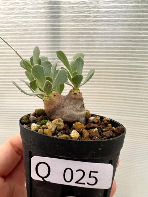 【現品限り】オトンナ・カカリオイデス 現地株 発根済み【Q25】 Othonna cacalioides【植物】塊根植物 夏型 コーデックス