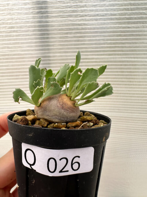 【現品限り】オトンナ・カカリオイデス 現地株 発根済み【Q26】 Othonna cacalioides【植物】塊根植物 夏型 コーデックス