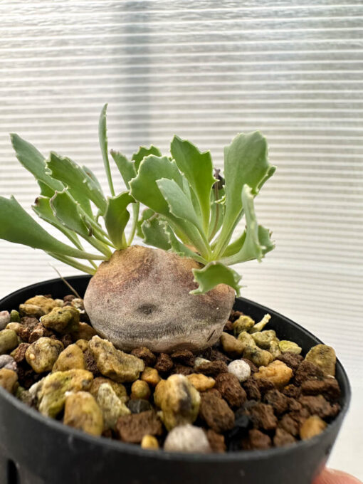 【現品限り】オトンナ・カカリオイデス 現地株 発根済み【Q26】 Othonna cacalioides【植物】塊根植物 夏型 コーデックス - 画像 (3)