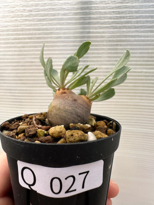 【現品限り】オトンナ・カカリオイデス 現地株 発根済み【Q27】 Othonna cacalioides【植物】塊根植物 夏型 コーデックス