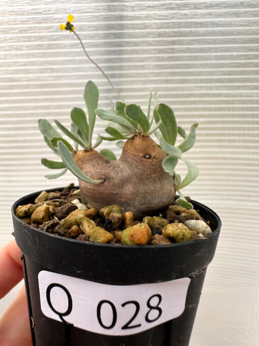 【現品限り】オトンナ・カカリオイデス 現地株 発根済み【Q28】 Othonna cacalioides【植物】塊根植物 夏型 コーデックス