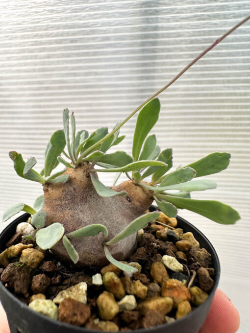 【現品限り】オトンナ・カカリオイデス 現地株 発根済み【Q28】 Othonna cacalioides【植物】塊根植物 夏型 コーデックス - 画像 (3)