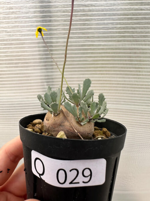 【現品限り】オトンナ・カカリオイデス 現地株 発根済み【Q29】 Othonna cacalioides【植物】塊根植物 夏型 コーデックス