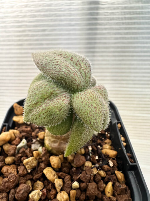 【現品限り】チレコドン・ノルティ【Q2】 Tylecodon nolteei【植物】塊根植物 夏型 コーデックス - 画像 (2)