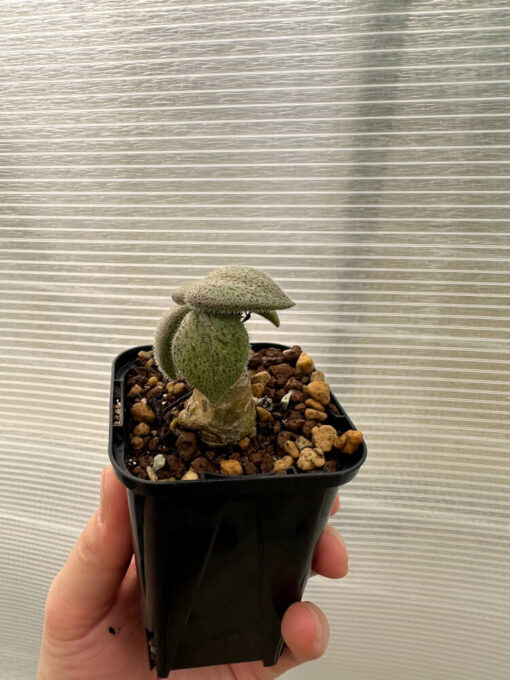 【現品限り】チレコドン・ノルティ【Q2】 Tylecodon nolteei【植物】塊根植物 夏型 コーデックス - 画像 (3)