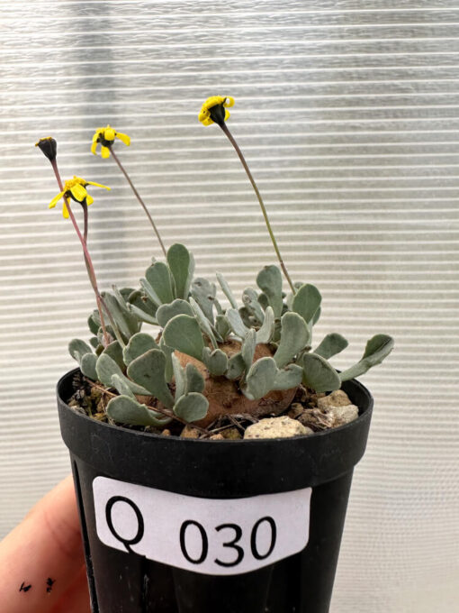 【現品限り】オトンナ・カカリオイデス 現地株 発根済み【Q30】 Othonna cacalioides【植物】塊根植物 夏型 コーデックス