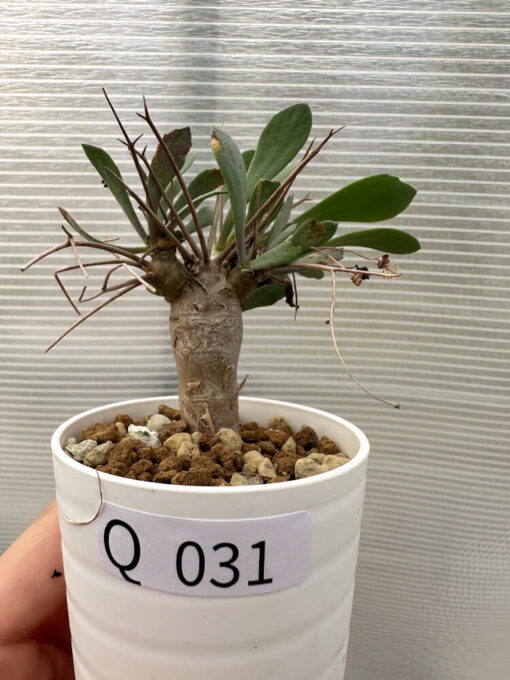 【現品限り】オトンナ・ユーフォルビオイデス【Q31】 Othonna euphorbioides【植物】塊根植物 夏型 コーデックス