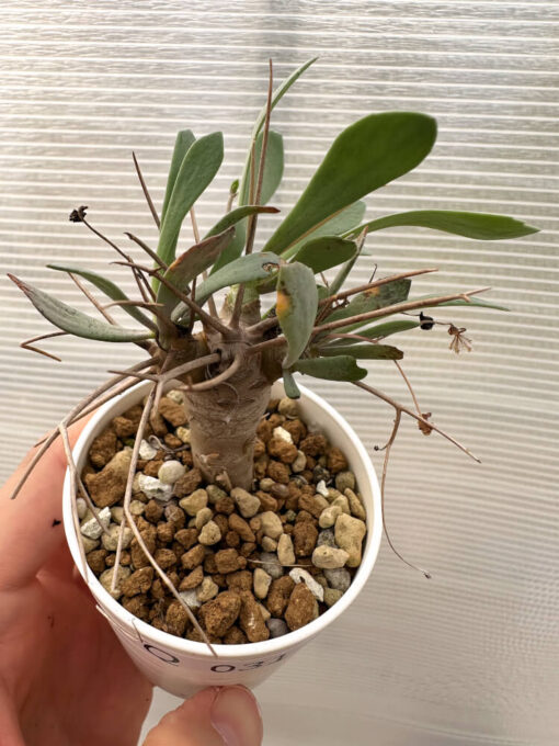 【現品限り】オトンナ・ユーフォルビオイデス【Q31】 Othonna euphorbioides【植物】塊根植物 夏型 コーデックス - 画像 (2)