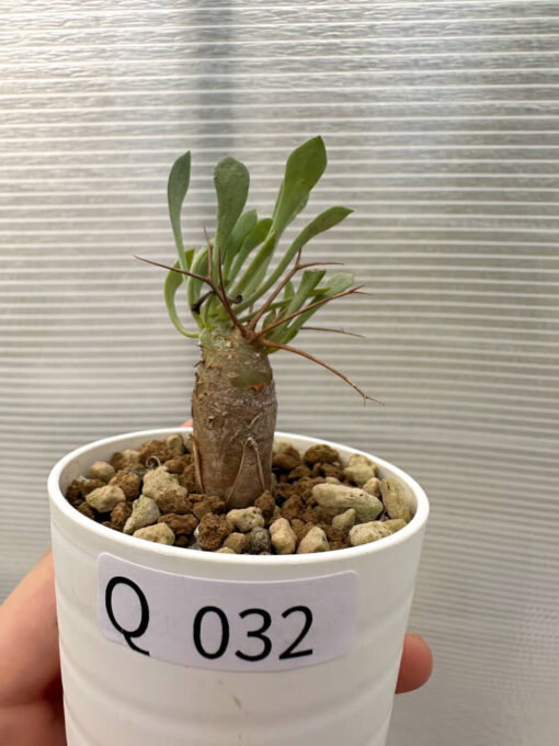 【現品限り】オトンナ・ユーフォルビオイデス【Q32】 Othonna euphorbioides【植物】塊根植物 夏型 コーデックス