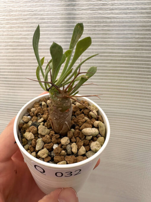 【現品限り】オトンナ・ユーフォルビオイデス【Q32】 Othonna euphorbioides【植物】塊根植物 夏型 コーデックス - 画像 (2)