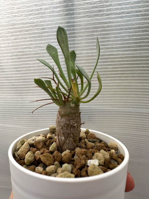 【現品限り】オトンナ・ユーフォルビオイデス【Q32】 Othonna euphorbioides【植物】塊根植物 夏型 コーデックス - 画像 (3)