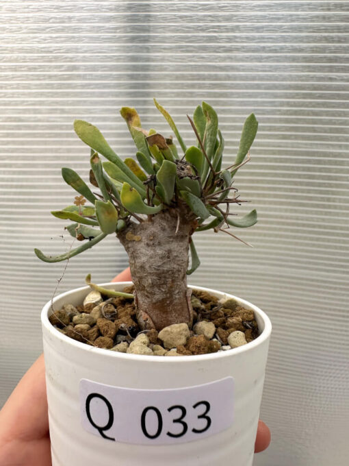 【現品限り】オトンナ・ユーフォルビオイデス【Q33】 Othonna euphorbioides【植物】塊根植物 夏型 コーデックス