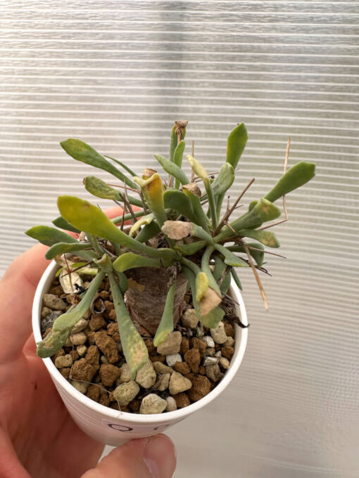 【現品限り】オトンナ・ユーフォルビオイデス【Q33】 Othonna euphorbioides【植物】塊根植物 夏型 コーデックス - 画像 (2)