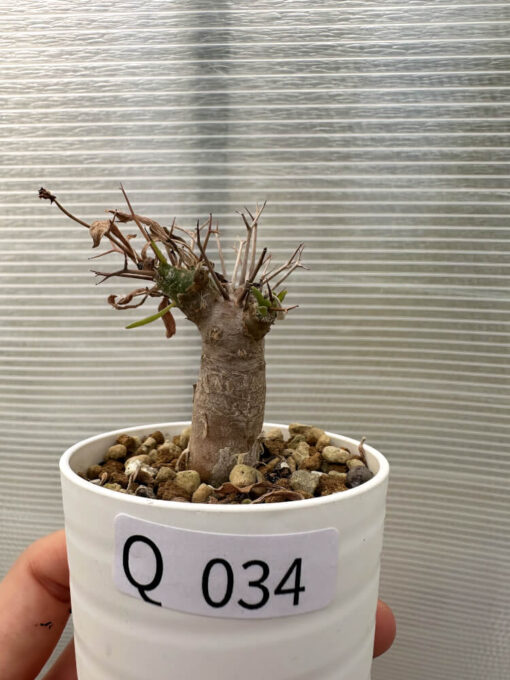 【現品限り】オトンナ・ユーフォルビオイデス【Q34】 Othonna euphorbioides【植物】塊根植物 夏型 コーデックス