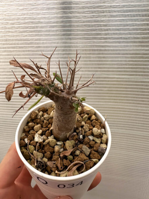 【現品限り】オトンナ・ユーフォルビオイデス【Q34】 Othonna euphorbioides【植物】塊根植物 夏型 コーデックス - 画像 (2)