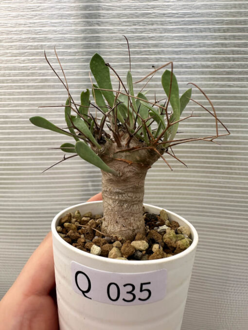 【現品限り】オトンナ・ユーフォルビオイデス【Q35】 Othonna euphorbioides【植物】塊根植物 夏型 コーデックス