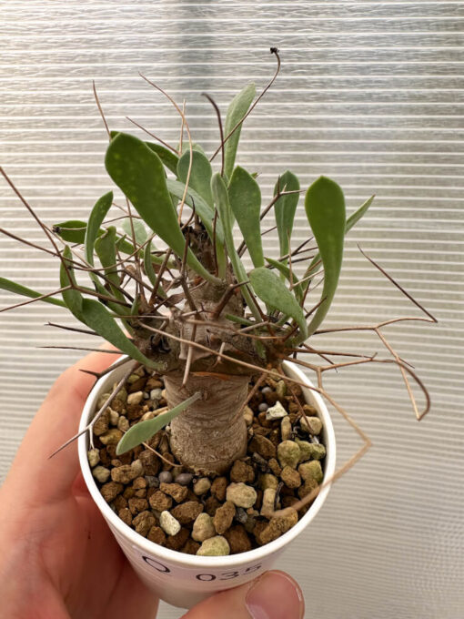 【現品限り】オトンナ・ユーフォルビオイデス【Q35】 Othonna euphorbioides【植物】塊根植物 夏型 コーデックス - 画像 (2)