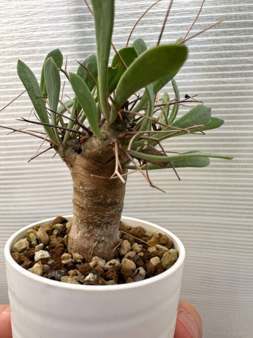 【現品限り】オトンナ・ユーフォルビオイデス【Q35】 Othonna euphorbioides【植物】塊根植物 夏型 コーデックス - 画像 (3)