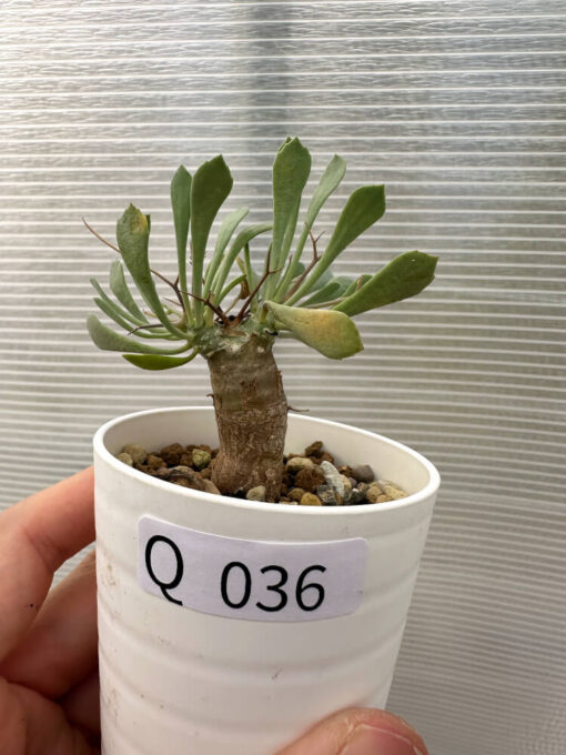 【現品限り】オトンナ・ユーフォルビオイデス【Q36】 Othonna euphorbioides【植物】塊根植物 夏型 コーデックス