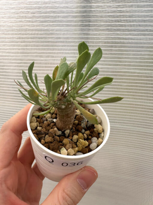 【現品限り】オトンナ・ユーフォルビオイデス【Q36】 Othonna euphorbioides【植物】塊根植物 夏型 コーデックス - 画像 (2)