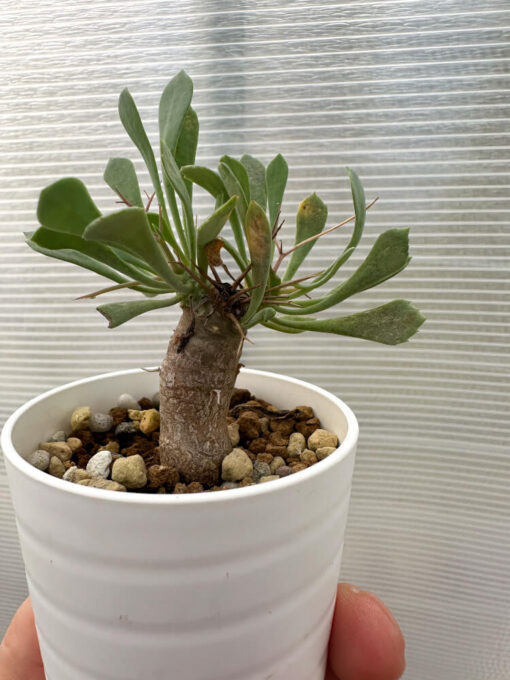 【現品限り】オトンナ・ユーフォルビオイデス【Q36】 Othonna euphorbioides【植物】塊根植物 夏型 コーデックス - 画像 (3)