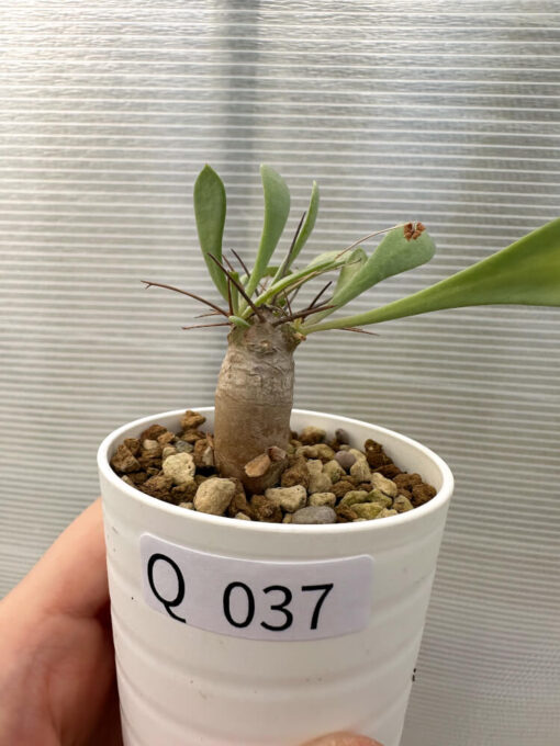 【現品限り】オトンナ・ユーフォルビオイデス【Q37】 Othonna euphorbioides【植物】塊根植物 夏型 コーデックス