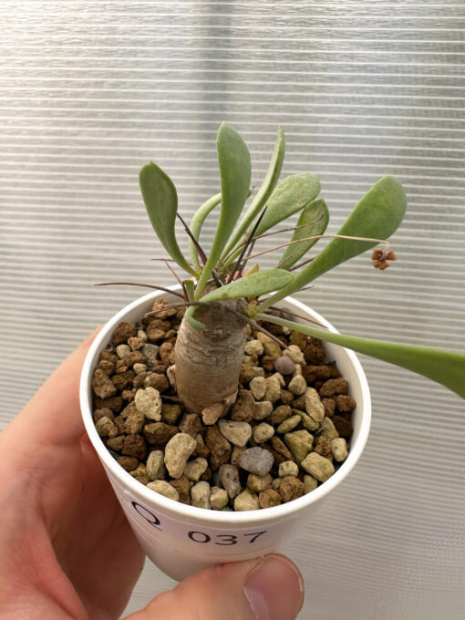 【現品限り】オトンナ・ユーフォルビオイデス【Q37】 Othonna euphorbioides【植物】塊根植物 夏型 コーデックス - 画像 (2)