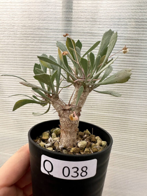 【現品限り】オトンナ・ユーフォルビオイデス【Q38】 Othonna euphorbioides【植物】塊根植物 夏型 コーデックス