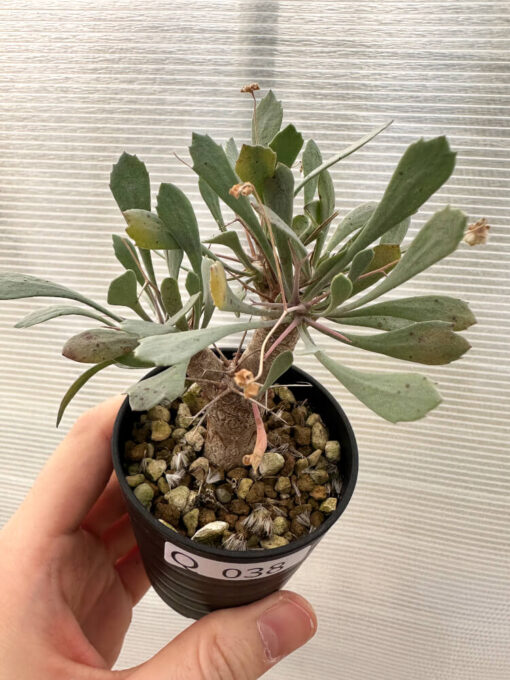 【現品限り】オトンナ・ユーフォルビオイデス【Q38】 Othonna euphorbioides【植物】塊根植物 夏型 コーデックス - 画像 (2)