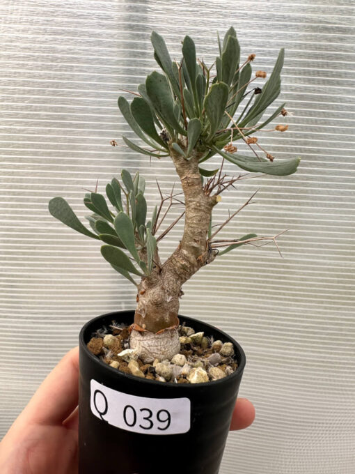 【現品限り】オトンナ・ユーフォルビオイデス【Q39】 Othonna euphorbioides【植物】塊根植物 夏型 コーデックス