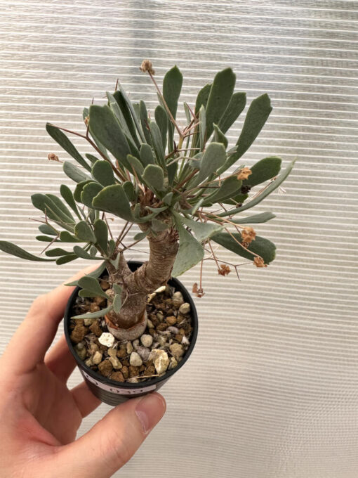 【現品限り】オトンナ・ユーフォルビオイデス【Q39】 Othonna euphorbioides【植物】塊根植物 夏型 コーデックス - 画像 (2)