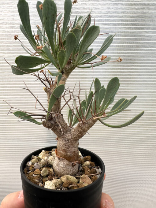 【現品限り】オトンナ・ユーフォルビオイデス【Q39】 Othonna euphorbioides【植物】塊根植物 夏型 コーデックス - 画像 (3)